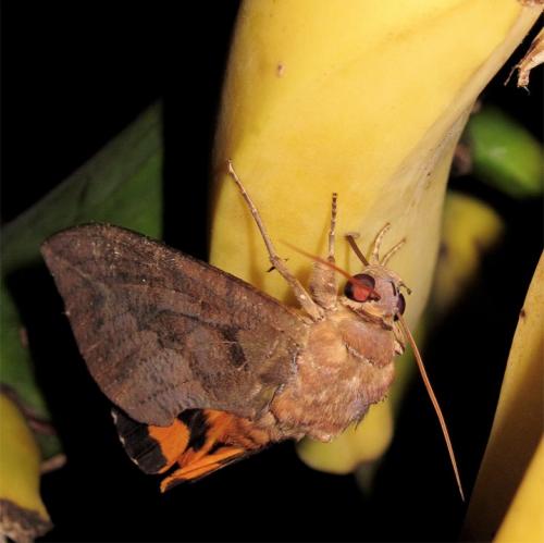 Réf. 237 041 : Eudocima phalonia